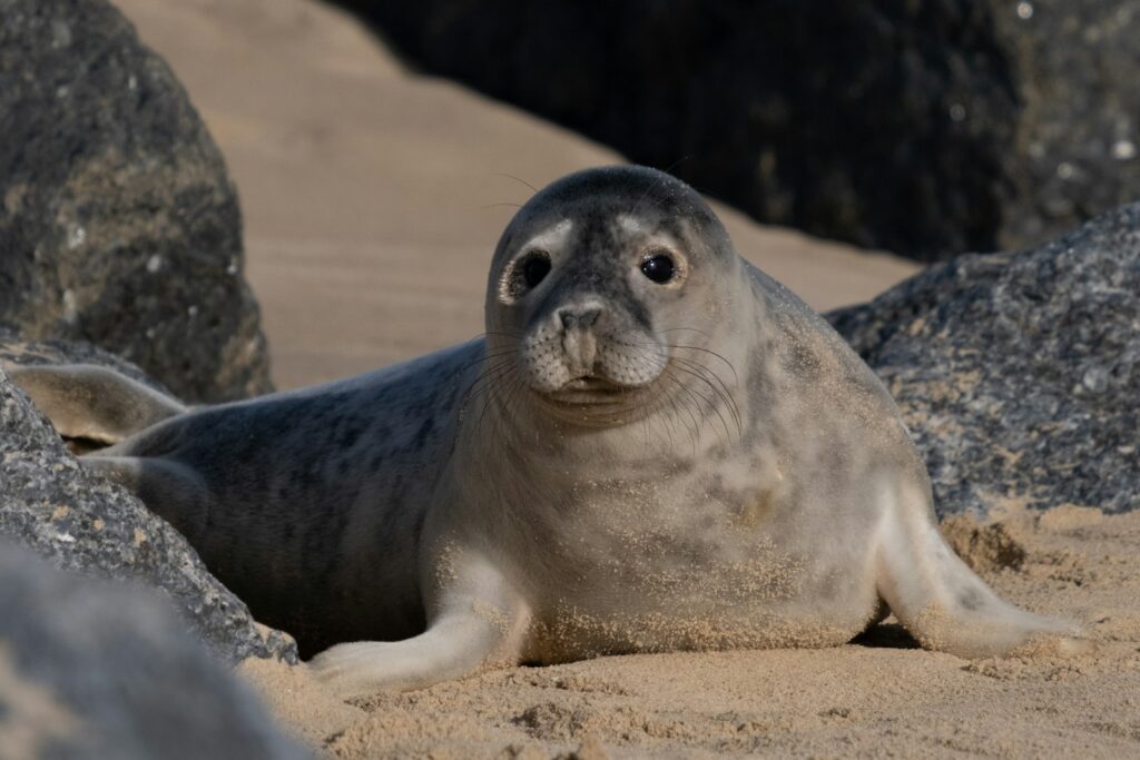 Säl på en sandstrand